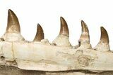 Mosasaur Jaw with Eleven Teeth - Morocco #225340-7